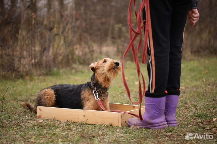 Выгул собак. Передержка собак, кошек, птиц, грызун