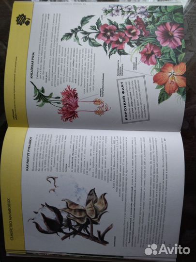 Энциклопедия 