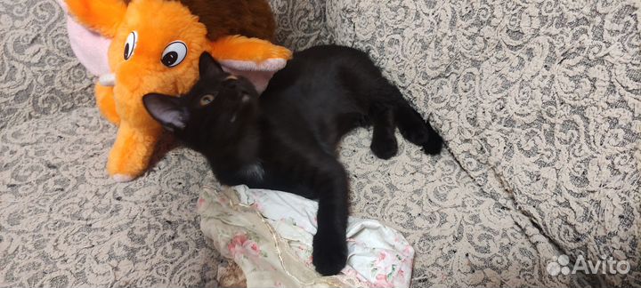 Отдам котёнка в добрые руки