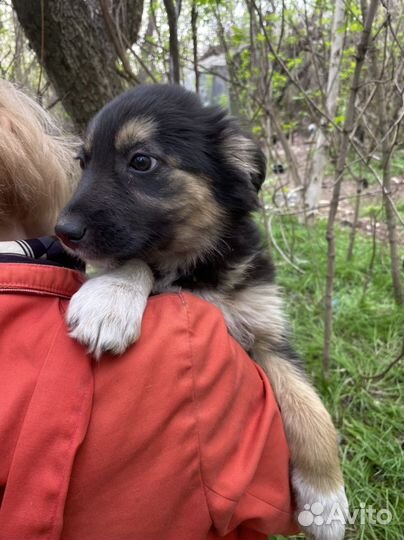 Прелесть в дар