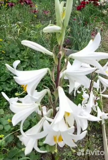 Лилия Кандидум (лечебная)