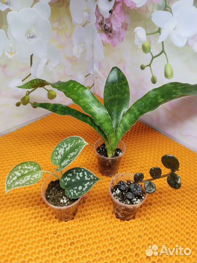 Комнатные растения