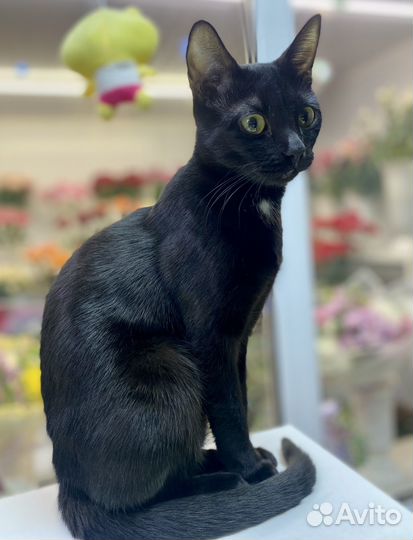 Бенгальские котята