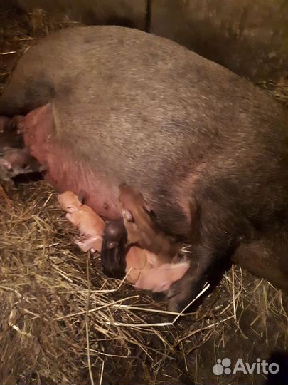 Поросята мангалы