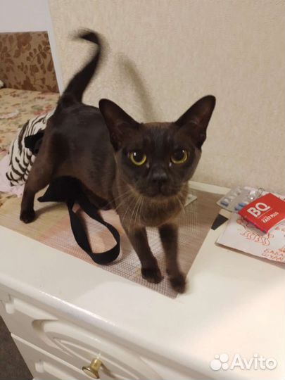 Бурманские котята