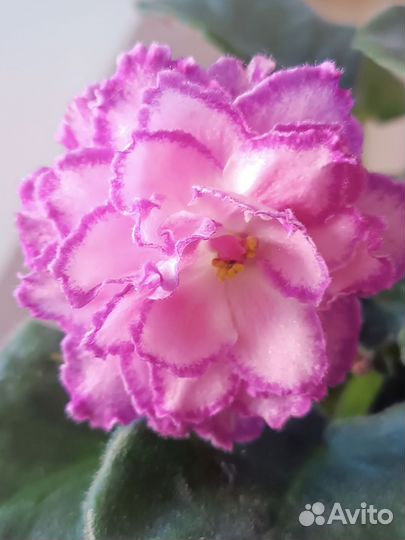 Сортовые фиалки