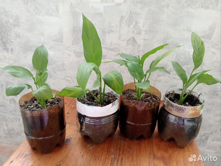 Спатифиллум