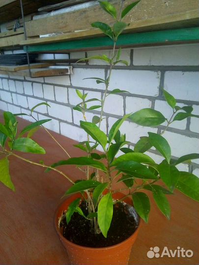 Клеродендрум,Инерме