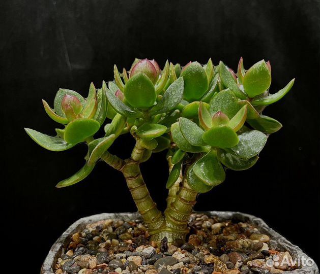 Крассула Pallida