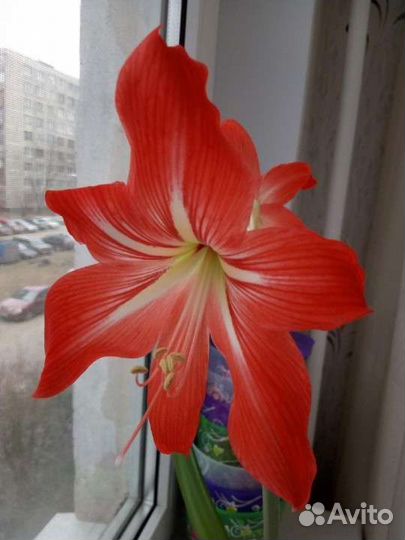 Гиппеаструм