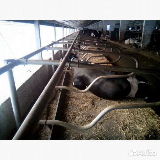 Стойловое оборудование для безпривязного содержани