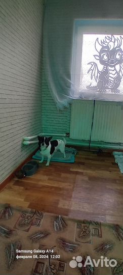 Вязка собак чихуахуа