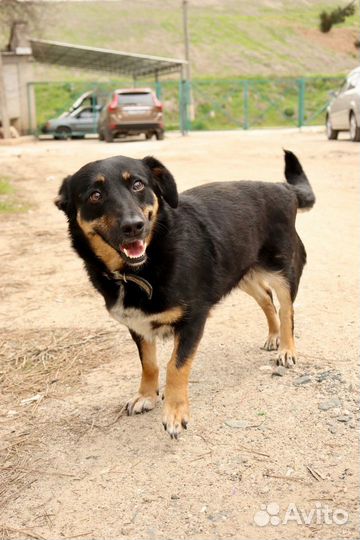Душенька в добрые руки