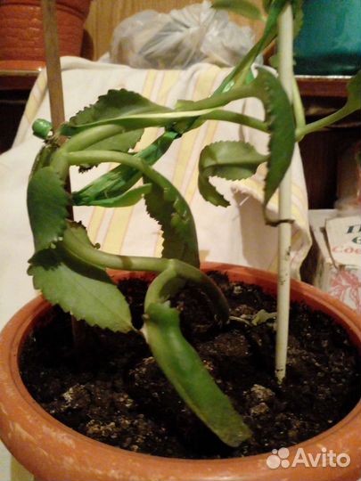 Каланхоэ лечебное