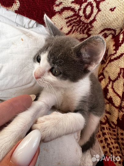 Котята в добрые руки мальчики