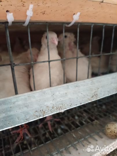 Перепела продажа