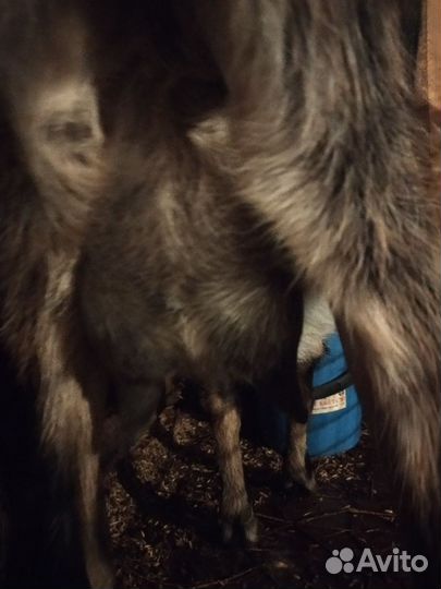 Молочные козы