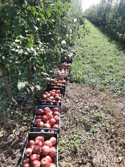 Яблоки зимние моди