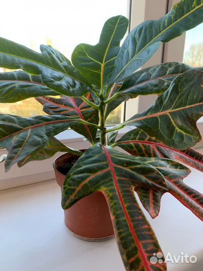 Кодиеум кротон