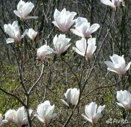 Саженцы Магнолия Суланжа