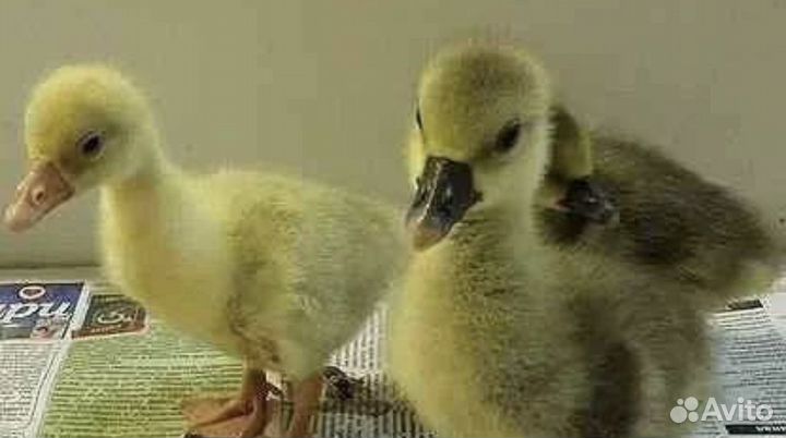 Гусята
