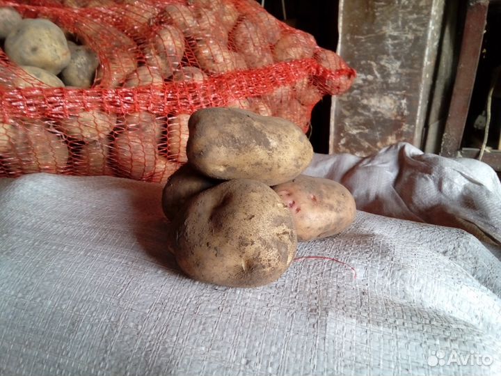Картофель домашний