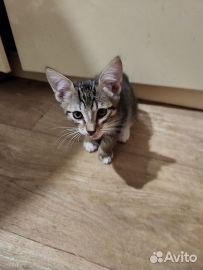 Полосатый красавчик