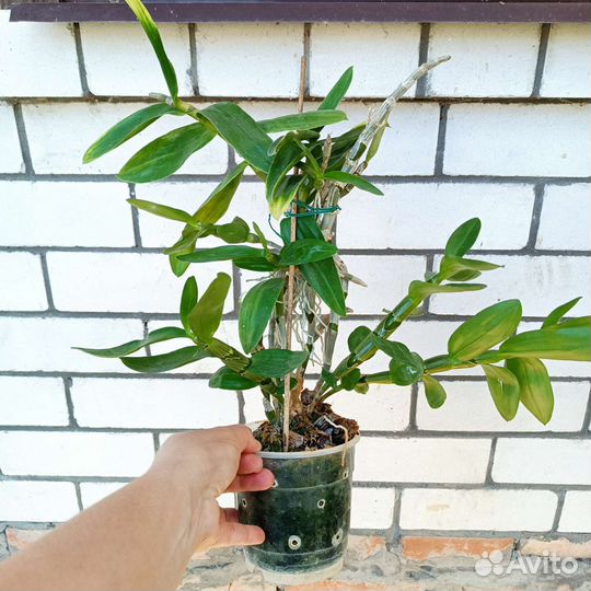 Дендробиум 2 вида