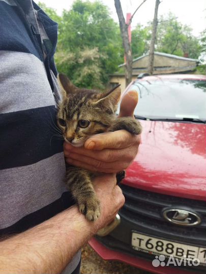 Котята в добрые руки бесплатно