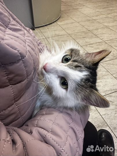 Отдам кота в добрые руки