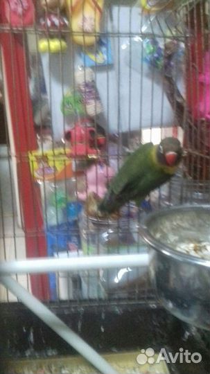 Неразлучники