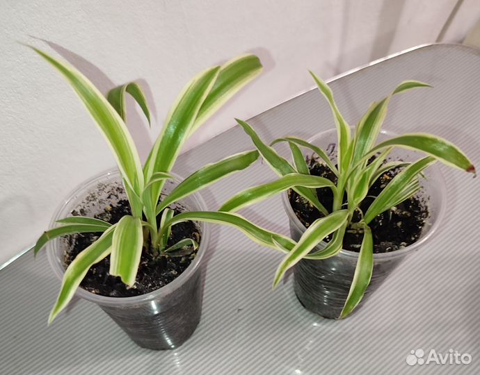 Хлорофитум. Остатки на 2 фото