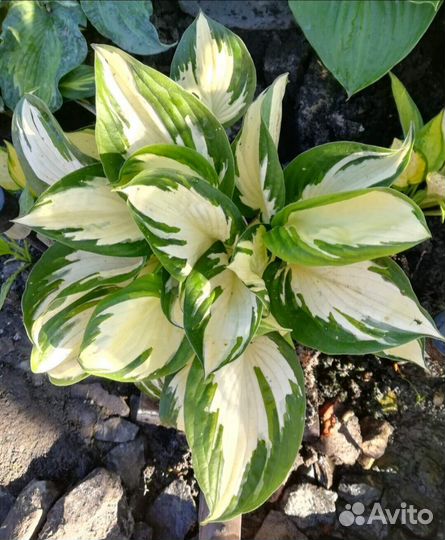 Хоста растение