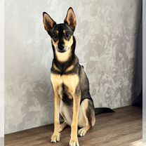 Взрослая собака в добрые руки