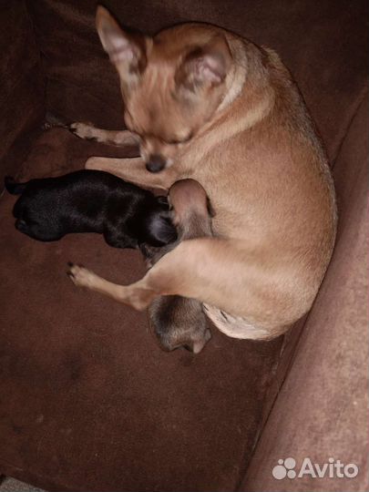 Мини той-терьер щенки