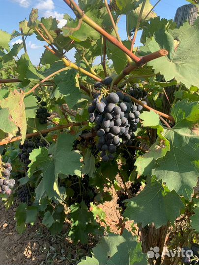 Виноград винный оптом