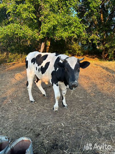 Продаю годовалых телок, цена за голову