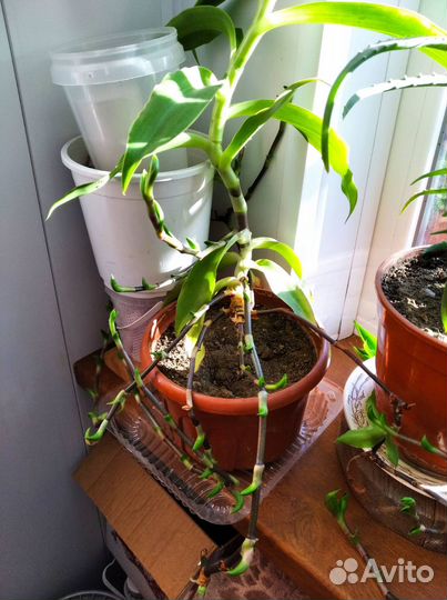 Каллизия душистая, или Золотой Ус