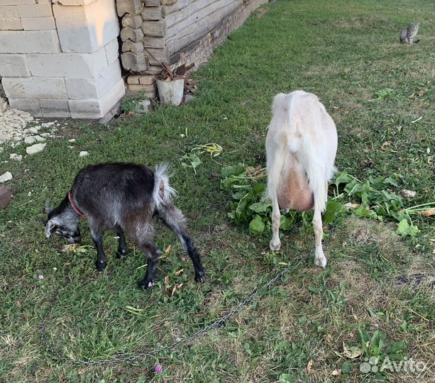 Зааненская дойная коза с козлёнком