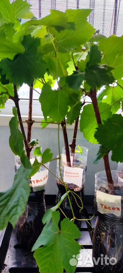 Саженцы винограда