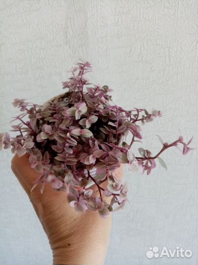 Каллизия розовая пантера