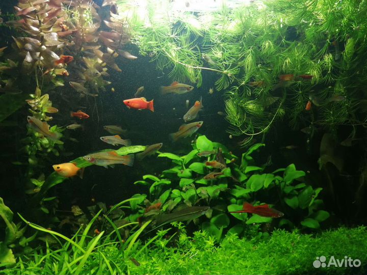 Аквариумные рыбки