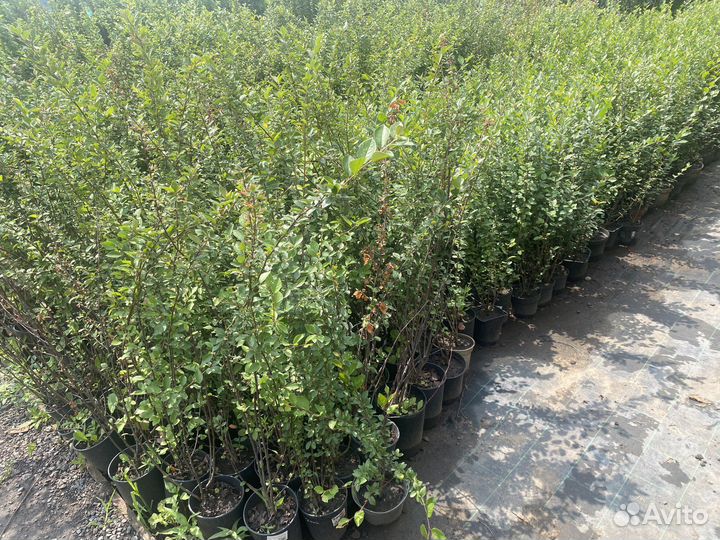 Кизильник блестящий, живая изгородь