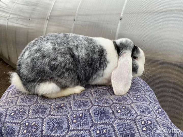 Продам кроликов. Порода 