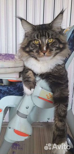 Домашние животные кошки