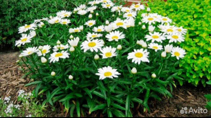 Ромашка многолетняя садовая