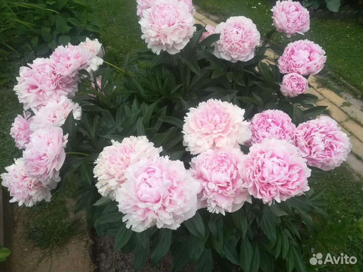 Пион, мускари,флокс растопыренный