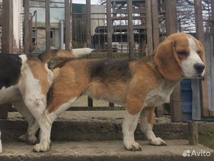 Бигль вязка