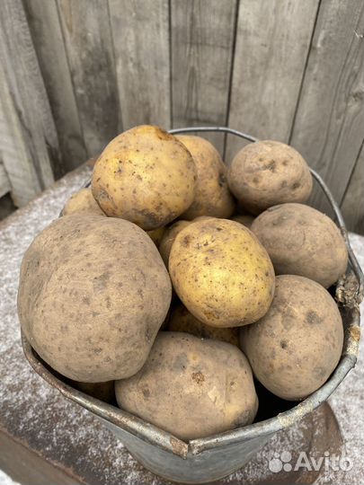 Продам картофель
