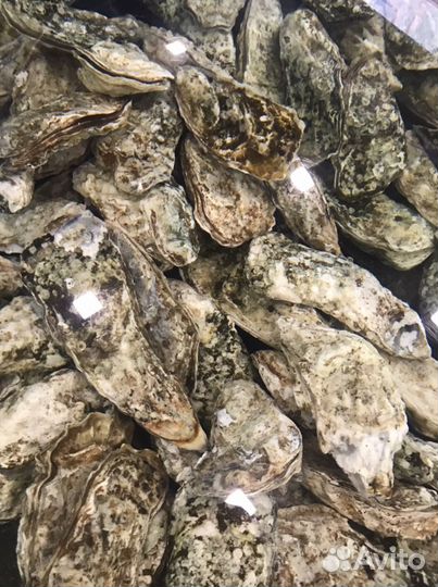 Устрицы 3х видов